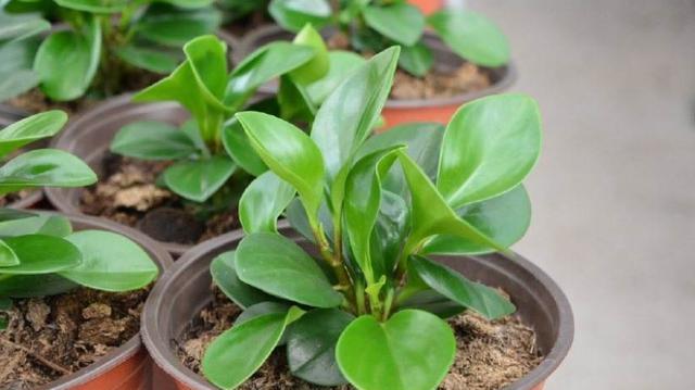 室内养花：有效的害虫控制和预防方法，以及如何保持植物根系健康