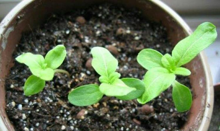 花卉施肥指南：如何根据生长阶段和需求选择肥料