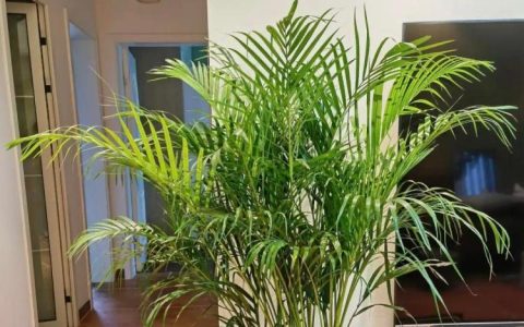 五种美观且能清洁空气的室内绿色植物