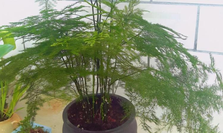 适合家居环境的三种竹子：文竹、散尾竹和富贵竹的种植方法和注意事项