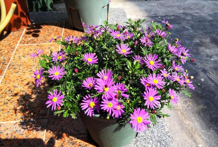 春季盛开的花卉：颜色鲜艳、开花量大、易养护的家居植物推荐