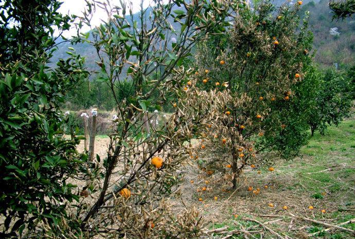 如何恢复冻伤的柑橘树：开沟排渍、中耕松土和其他有效方法