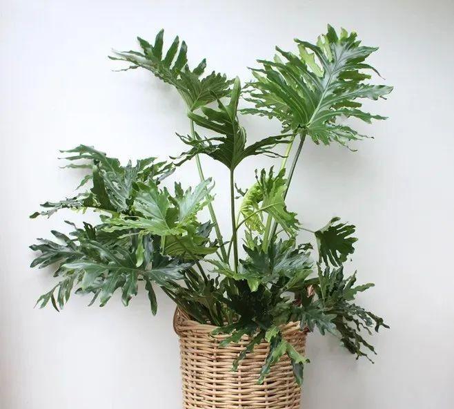 室内植物墙：选择易养活且具有空气净化作用的植物