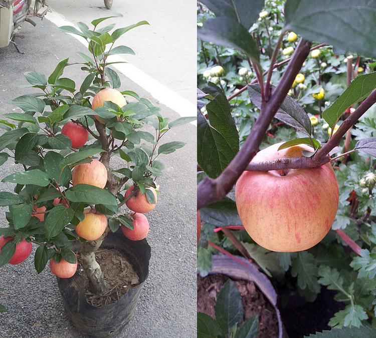 盆栽苹果养护管理的全年指南
