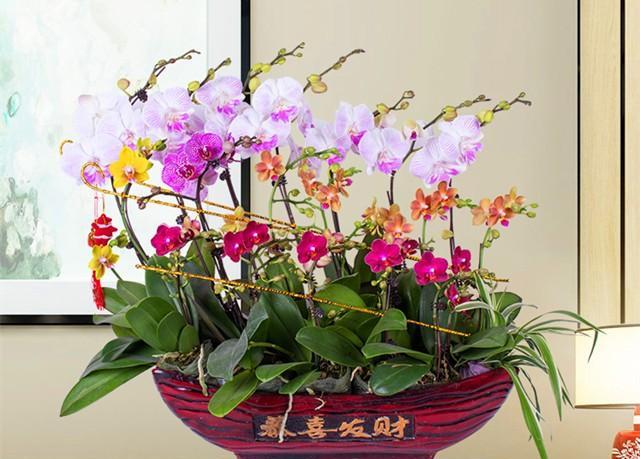 春节期间的家居植物装饰：选择和护理的完全指南