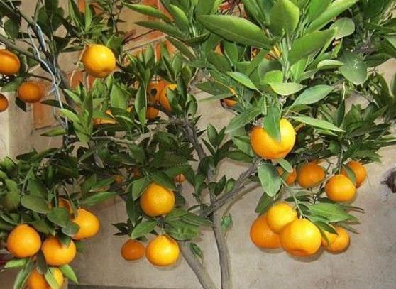 如何正确养护盆栽橘子树：施肥与养护技巧全攻略