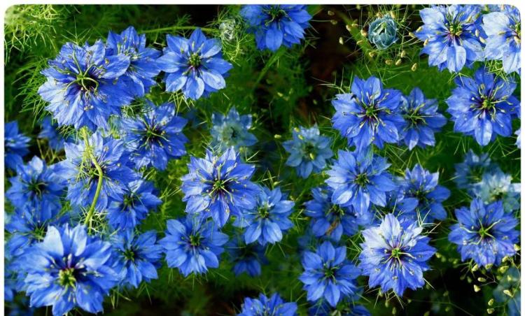 夏季理想降温植物：三妹儿的百花园的蓝雪花