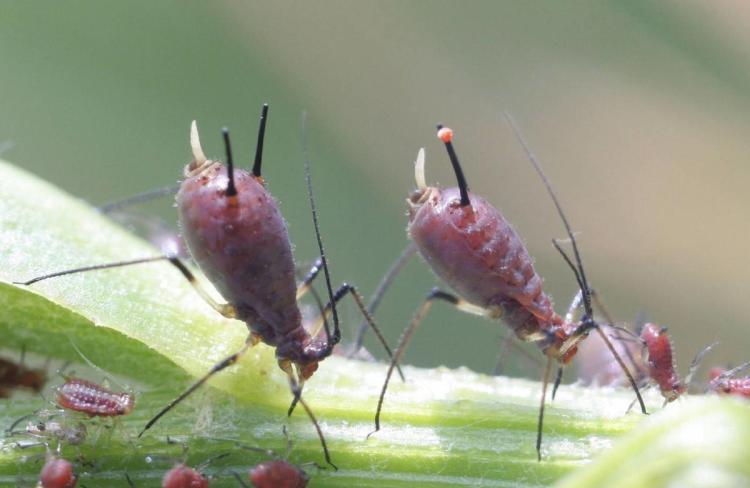 有效防治蚜虫：土壤处理法及其药剂的应用