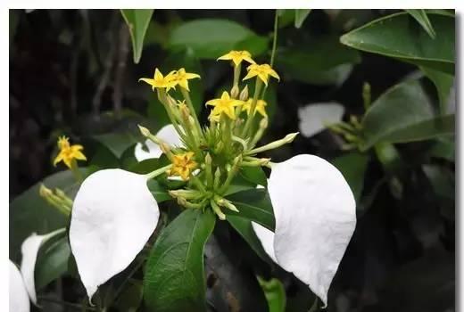 粉叶金花：小巧灌木的养护与种植指南