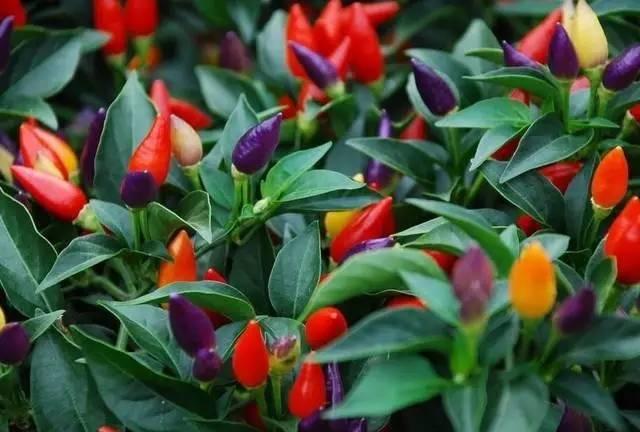 十种色彩丰富的观果植物及其养护方法