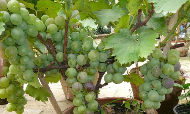 种植盆栽葡萄的三大关键技巧：抹芽、疏花穗和定枝