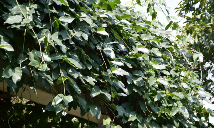 长春油麻藤：观赏性与环保效益并存的优秀植物